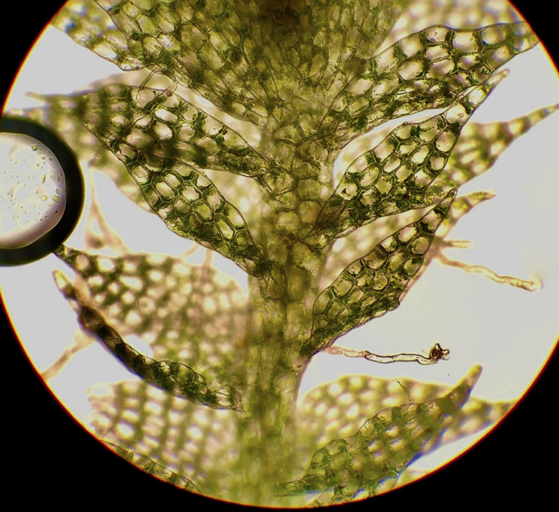 Cephalozia bicuspidata